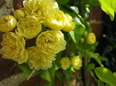 Lady Banks rose